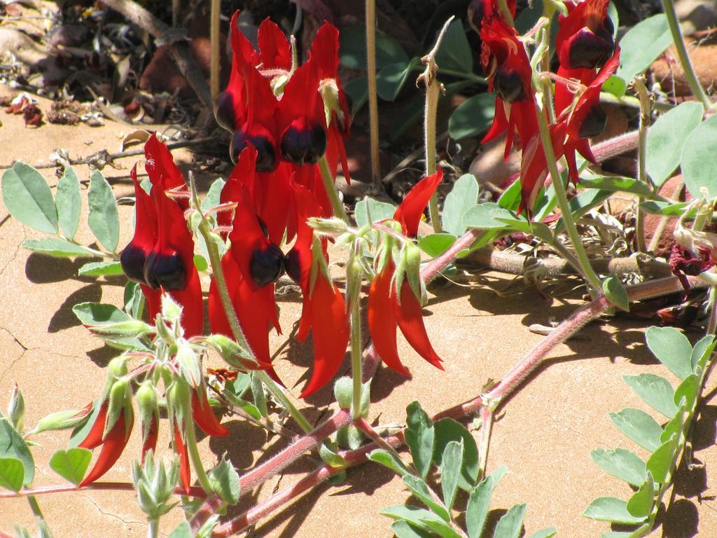 Kathys Place Bed And Breakfast Alice Springs Extérieur photo